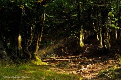 Eloïse Hermitte Meunier