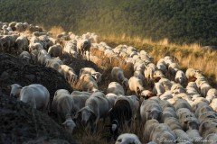 Eloïse Hermitte Meunier