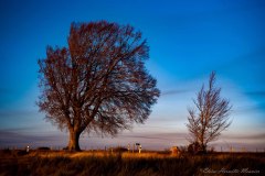 Eloïse Hermitte Meunier